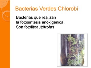 Bacterias Verdes Chlorobi
Bacterias que realizan
la fotosíntesis anoxigénica.
Son fotolitoautótrofas
 