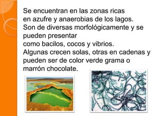 Se encuentran en las zonas ricas
en azufre y anaerobias de los lagos.
Son de diversas morfológicamente y se
pueden presentar
como bacilos, cocos y vibrios.
Algunas crecen solas, otras en cadenas y
pueden ser de color verde grama o
marrón chocolate.
 
