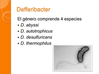 Defferibacter
El género comprende 4 especies
 D. abyssi
 D. autotrophicus
 D. desulfuricans
 D. thermophilus
 