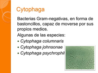 Cytophaga
Bacterias Gram-negativas, en forma de
bastoncillos, capaz de moverse por sus
propios medios.
Algunas de las especies:
 Cytophaga columnaris
 Cytophaga johnsonae
 Cytophaga psychrophila
 