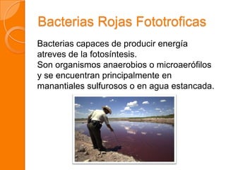 Bacterias Rojas Fototroficas
Bacterias capaces de producir energía
atreves de la fotosíntesis.
Son organismos anaerobios o microaerófilos
y se encuentran principalmente en
manantiales sulfurosos o en agua estancada.
 