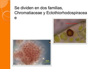 Se dividen en dos familias,
Chromatiaceae y Ectothiorhodospiracea
e
 