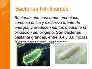 Bacterias Nitrificantes
Bacterias que consumen amoniaco,
como su única y exclusiva fuente de
energía, y producen nitritos mediante la
oxidación del oxigeno. Son bacterias
bastante grandes, entre 0.4 y 0.6 micras,
"Gram-negativas", autótrofas.
 