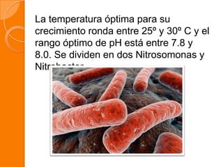 La temperatura óptima para su
crecimiento ronda entre 25º y 30º C y el
rango óptimo de pH está entre 7.8 y
8.0. Se dividen en dos Nitrosomonas y
Nitrobacter.
 