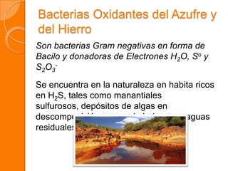 Bacterias Oxidantes del Azufre y
del Hierro
Son bacterias Gram negativas en forma de
Bacilo y donadoras de Electrones H2O, So y
S2O3
-
Se encuentra en la naturaleza en habita ricos
en H2S, tales como manantiales
sulfurosos, depósitos de algas en
descomposición, capas de lodos y en aguas
residuales.
 