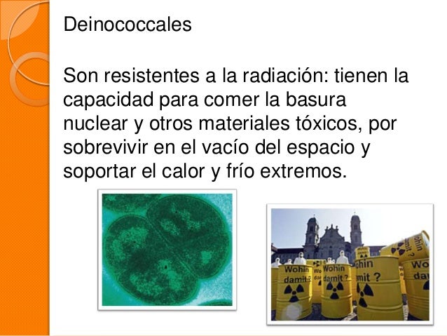 Dominio Bacteria