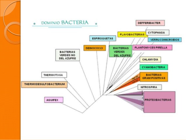Dominio Bacteria