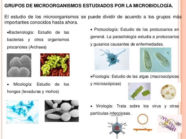 Microbiologia