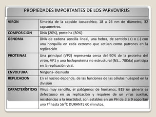 PROPIEDADES IMPORTANTES DE LOS PARVOVIRUS 
VIRON Simetria de la capside icosaedrico, 18 a 26 nm de diámetro, 32 
capsometros. 
COMPOSICION DNA (20%), proteína (80%) 
GENOMA DNA de cadena sencilla lineal, una hebra, de sentido (+) o (-) con 
una horquilla en cada extremo que actúan como patrones en la 
replicación. 
PROTEINAS Una principal (VP2) representa cerca del 90% de la proteína del 
virón, VP1 y una fosfoproteína no estructural (NS... 78Kda) participa 
en la replicación viral. 
ENVOLTURA Ninguna- desnudo 
REPLICACION En el núcleo depende, de las funciones de las células huésped en la 
división 
CARACTERÍSTICAS Virus muy sencillo, el patógenos de humanos, B19 un género es 
defectuoso en su replicación y requiere de un virus auxiliar, 
resistencias a la inactidad, son estables en un PH de 3 a 9 soportan 
una T0 hasta 56 0C DURANTE 60 minutos. 
 