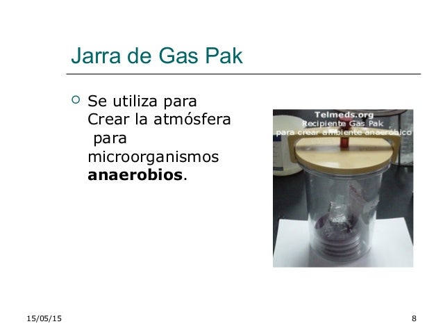 Microbiologia