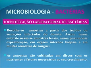 MICROBIOLOGIA - BACTÉRIAS
Recolhe-se amostras a partir dos tecidos ou
secreções infectadas do doente. Assim, numa
enterite usam-se amostras fecais, numa pneumonia
expectoração, em orgãos internos biópsia e em
muitas amostras de sangue;
As amostras são cultivadas em discos com os
nutrientes e fatores necessários ao seu crescimento.
IDENTIFICAÇÃO LABORATORIAL DE BACTÉRIAS
 
