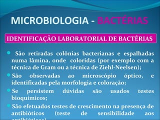 MICROBIOLOGIA - BACTÉRIAS
 São retiradas colônias bacterianas e espalhadas
numa lâmina, onde coloridas (por exemplo com a
técnica de Gram ou a técnica de Ziehl-Neelsen);
São observadas ao microscópio óptico, e
identificadas pela morfologia e coloração;
Se persistem dúvidas são usados testes
bioquímicos;
São efetuados testes de crescimento na presença de
antibióticos (teste de sensibilidade aos
IDENTIFICAÇÃO LABORATORIAL DE BACTÉRIAS
 