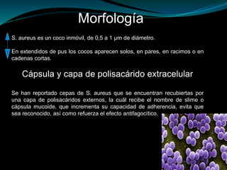 Morfología
S. aureus es un coco inmóvil, de 0,5 a 1 μm de diámetro.
En extendidos de pus los cocos aparecen solos, en pares, en racimos o en
cadenas cortas.
Cápsula y capa de polisacárido extracelular
Se han reportado cepas de S. aureus que se encuentran recubiertas por
una capa de polisacáridos externos, la cuál recibe el nombre de slime o
cápsula mucoide, que incrementa su capacidad de adherencia, evita que
sea reconocido, así como refuerza el efecto antifagocítico.
 