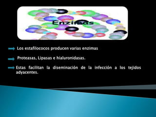 Estas facilitan la diseminación de la infección a los tejidos
adyacentes.
Los estafilococos producen varias enzimas
Proteasas, Lipasas e hialuronidasas.
 