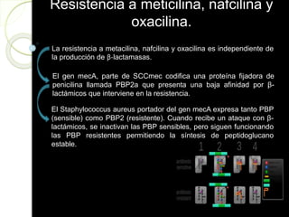 Resistencia a meticilina, nafcilina y
oxacilina.
La resistencia a metacilina, nafcilina y oxacilina es independiente de
la producción de β-lactamasas.
El gen mecA, parte de SCCmec codifica una proteína fijadora de
penicilina llamada PBP2a que presenta una baja afinidad por β-
lactámicos que interviene en la resistencia.
El Staphylococcus aureus portador del gen mecA expresa tanto PBP
(sensible) como PBP2 (resistente). Cuando recibe un ataque con β-
lactámicos, se inactivan las PBP sensibles, pero siguen funcionando
las PBP resistentes permitiendo la síntesis de peptidoglucano
estable.
 