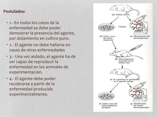 • 1.- En todos los casos de la
enfermedad se debe poder
demostrar la presencia del agente,
por aislamiento en cultivo puro.
• 2.- El agente no debe hallarse en
casos de otras enfermedades
• 3.- Una vez aislado, el agente ha de
ser capaz de reproducir la
enfermedad en los animales de
experimentación.
• 4.- El agente debe poder
recobrarse a partir de la
enfermedad producida
experimentalmente.
Postulados:
 