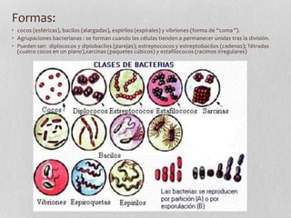 Formas:
• cocos (esféricas), bacilos (alargadas), espirilos (espirales) y vibriones (forma de “coma”).
• Agrupaciones bacterianas : se forman cuando las células tienden a permanecer unidas tras la división.
• Pueden ser: diplococos y diplobacilos (parejas); estreptococos y estreptobacilos (cadenas); Tétradas
(cuatro cocos en un plano),sarcinas (paquetes cúbicos) y estafilococos (racimos irregulares)
 