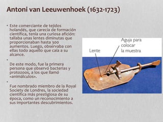 Antoni van Leeuwenhoek (1632-1723)
• Este comerciante de tejidos
holandés, que carecía de formación
científica, tenía una curiosa afición:
tallaba unas lentes diminutas que
proporcionaban hasta 300
aumentos. Luego, observaba con
ellas todo aquello que caía a su
alcance.
•
De este modo, fue la primera
persona que observó bacterias y
protozoos, a los que llamó
«animálculos».
•
Fue nombrado miembro de la Royal
Society de Londres, la sociedad
científica más prestigiosa de su
época, como un reconocimiento a
sus importantes descubrimientos.
 