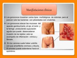 Manifestaciones clínicas
 Los gonococos muestran varios tipos morfológicos de colonias, pero al
parecer solo las bacterias con pilosidades son virulentas.
 Los gonococos atacan las mucosas del
aparato genitourinario, el ojo, el recto y
la faringe produciendo supuración
aguda que puede desencadenar
invasión de los tejidos: esto se
acompaña de inflamación crónica y
fibrosis.
 En los varones suele haber uretritis
con pus amarillento cremoso y disuria.
El proceso puede extenderse hacia el
epidídimo.
 