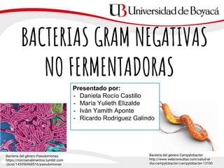 BACTERIAS GRAM NEGATIVAS
NO FERMENTADORAS
Presentado por:
- Daniela Rocío Castillo
- María Yulieth Elizalde
- Iván Yamith Aponte
- Ricardo Rodriguez Galindo
Bacteria del género Campylobacter
http://www.webconsultas.com/salud-al-
dia/campylobacter/campylobacter-13100
Bacteria del género Pseudomonas
https://microenalimentos.tumblr.com
/post/143556968516/pseudomonas
 