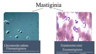 Chrysamoeba radians
Fitomastiginios
Trypanosoma cruzi
Zoomastiginios
Mastiginia
http://protist.i.hosei.ac.jp/PDB/Images/Heterokontophyta/Chrysamoeba/sp_1b.html
https://giraenlared.com/2017/10/01/identifican-dos-cepas-del-parasito-trypanosoma-
cruzi-portadoras-del-chagas/
 