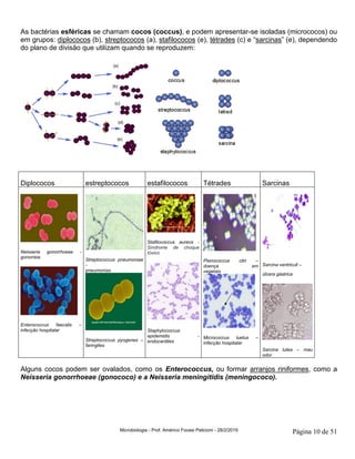 Microbiologia - Prof. Américo Focesi Pelicioni - 28/2/2019 Página 10 de 51
As bactérias esféricas se chamam cocos (coccus), e podem apresentar-se isoladas (micrococos) ou
em grupos: diplococos (b), streptococos (a), stafilococos (e), tétrades (c) e “sarcinas” (e), dependendo
do plano de divisão que utilizam quando se reproduzem:
Diplococos estreptococos estafilococos Tétrades Sarcinas
Neisseria gonorrhoeae -
gonorreia
Enterococcus faecalis –
infecção hospitalar
Streptococcus pneumoniae
-
pneumonias
Streptococcus pyogenes –
faringites
Stafilococcus aureos -
Síndrome de choque
tóxico
Staphylococcus
epidemidis -
endocardites
Planococcus citri –
doença em
vegetais
Micrococcus luetus –
infecção hospitalar
Sarcina ventriculi –
úlcera gástrica
Sarcina lutea – mau
odor
Alguns cocos podem ser ovalados, como os Enterococcus, ou formar arranjos riniformes, como a
Neisseria gonorrhoeae (gonococo) e a Neisseria meningitidis (meningococo).
 
