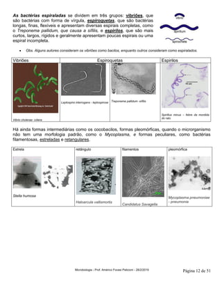 Microbiologia - Prof. Américo Focesi Pelicioni - 28/2/2019 Página 12 de 51
As bactérias espiraladas se dividem em três grupos: vibriões, que
são bactérias com forma de vírgula, espiroquetas, que são bactérias
longas, finas, flexíveis e apresentam diversas espirais completas, como
o Treponema pallidum, que causa a sífilis, e espirilos, que são mais
curtos, largos, rígidos e geralmente apresentam poucas espirais ou uma
espiral incompleta.
• Obs. Alguns autores consideram os vibriões como bacilos, enquanto outros consideram como espiralados.
Vibriões Espiroquetas Espirilos
Vibrio cholerae- cólera
Leptospira interrogans - leptospirose Treponema pallidum -sífilis
Spirillus minus – febre da mordida
do rato
Há ainda formas intermediárias como os cocobacilos, formas pleomórficas, quando o microrganismo
não tem uma morfologia padrão, como o Mycoplasma, e formas peculiares, como bactérias
filamentosas, estreladas e retangulares.
Estrela
Stella humosa
retângulo
Haloarcula vallismortis
filamentos
Candidatus Savagella
pleomórfica
Mycoplasma pneumoniae
- pneumonia
 