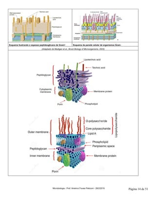 Microbiologia - Prof. Américo Focesi Pelicioni - 28/2/2019 Página 14 de 51
Esquema ilustrando o espesso peptideoglicano de Gram+ Esquema da parede celular de organismos Gram-
(Adaptado de Madigan et al., Brock Biology of Microorganisms, 2003)
 