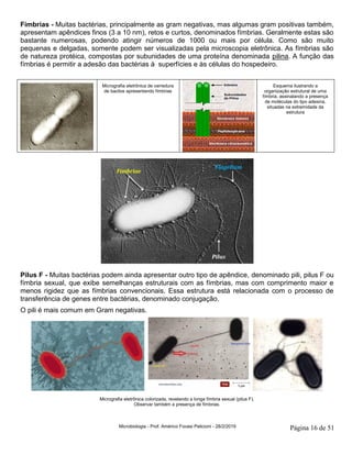 Microbiologia - Prof. Américo Focesi Pelicioni - 28/2/2019 Página 16 de 51
Fímbrias - Muitas bactérias, principalmente as gram negativas, mas algumas gram positivas também,
apresentam apêndices finos (3 a 10 nm), retos e curtos, denominados fímbrias. Geralmente estas são
bastante numerosas, podendo atingir números de 1000 ou mais por célula. Como são muito
pequenas e delgadas, somente podem ser visualizadas pela microscopia eletrônica. As fímbrias são
de natureza protéica, compostas por subunidades de uma proteína denominada pilina. A função das
fímbrias é permitir a adesão das bactérias à superfícies e às células do hospedeiro.
Micrografia eletrônica de varredura
de bacilos apresentando fímbrias
Esquema ilustrando a
organização estrutural de uma
fímbria, assinalando a presença
de moléculas do tipo adesina,
situadas na extremidade da
estrutura
Pilus F - Muitas bactérias podem ainda apresentar outro tipo de apêndice, denominado pili, pilus F ou
fímbria sexual, que exibe semelhanças estruturais com as fímbrias, mas com comprimento maior e
menos rigidez que as fímbrias convencionais. Essa estrutura está relacionada com o processo de
transferência de genes entre bactérias, denominado conjugação.
O pili é mais comum em Gram negativas.
Micrografia eletrônica colorizada, revelando a longa fímbria sexual (pilus F).
Observar também a presença de fímbrias.
 