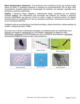 Microbiologia - Prof. Américo Focesi Pelicioni - 28/2/2019 Página 17 de 51
Matriz Citoplasmática (citoplasma) - É uma estrutura com consistência de gel, que compõe a parte
interna da célula. O citoplasma bacteriano é composto por aproximadamente 70% de água, DNA
cromossômico, inclusões (grânulos de armazenagem de nutrientes, por exemplo), organelas como
ribossomos, proteínas e plasmídeos.
Flagelos - Estruturas longas, delgadas e relativamente rígidas, compostos por uma proteína
chamada flagelina, são responsáveis pela locomoção das bactérias em resposta a estímulos
químicos (quimiotaxia), que pode ser a favor ou contra a origem do estímulo químico. Os flagelos
somente podem ser visualizados por meio de colorações específicas, microscopia de campo escuro,
ou por microscopia eletrônica.
A flagelina pode ser reconhecida por monócitos/macrófagos, células dendríticas e células epiteliais do
intestino, configurando assim, PAMPs.
De acordo com o número e distribuição dos flagelos, as bactérias podem ser classificadas como:
atríquias (sem flagelos), monotríquias (um único flagelo), anfitríquias (um flagelo em cada
extremidade), lofotríquias (um tufo de flagelos em uma, ou ambas as extremidades) e peritríquias
(apresentando flagelos ao longo de todo o corpo bacteriano).
Bactéria monotríquia Bactéria anfitríquia
Bactéria lofotríquia
Bactéria lofotríquia
Bactéria peritríquia
Bactéria peritríquia
 