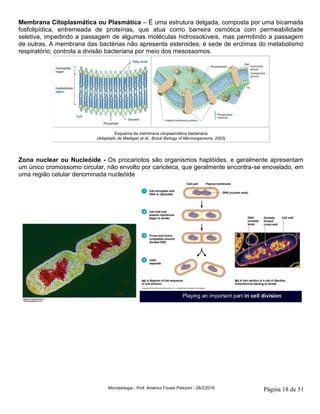 Microbiologia - Prof. Américo Focesi Pelicioni - 28/2/2019 Página 18 de 51
Membrana Citoplasmática ou Plasmática – É uma estrutura delgada, composta por uma bicamada
fosfolipídica, entremeada de proteínas, que atua como barreira osmótica com permeabilidade
seletiva, impedindo a passagem de algumas moléculas hidrossolúveis, mas permitindo a passagem
de outras. A membrana das bactérias não apresenta esteroides; é sede de enzimas do metabolismo
respiratório; controla a divisão bacteriana por meio dos mesossomos.
Esquema da membrana citoplasmática bacteriana
(Adaptado de Madigan et al., Brock Biology of Microorganisms, 2003)
Zona nuclear ou Nucleóide - Os procariotos são organismos haplóides, e geralmente apresentam
um único cromossomo circular, não envolto por carioteca, que geralmente encontra-se enovelado, em
uma região celular denominada nucleóide
 