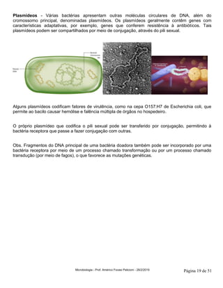 Microbiologia - Prof. Américo Focesi Pelicioni - 28/2/2019 Página 19 de 51
Plasmídeos - Várias bactérias apresentam outras moléculas circulares de DNA, além do
cromossomo principal, denominadas plasmídeos. Os plasmídeos geralmente contêm genes com
características adaptativas, por exemplo, genes que conferem resistência à antibióticos. Tais
plasmídeos podem ser compartilhados por meio de conjugação, através do pili sexual.
Alguns plasmídeos codificam fatores de virulência, como na cepa O157:H7 de Escherichia coli, que
permite ao bacilo causar hemólise e falência múltipla de órgãos no hospedeiro.
O próprio plasmídeo que codifica o pili sexual pode ser transferido por conjugação, permitindo à
bactéria receptora que passe a fazer conjugação com outras.
Obs. Fragmentos do DNA principal de uma bactéria doadora também pode ser incorporado por uma
bactéria receptora por meio de um processo chamado transformação ou por um processo chamado
transdução (por meio de fagos), o que favorece as mutações genéticas.
 
