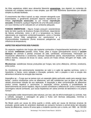 Microbiologia - Prof. Américo Focesi Pelicioni - 28/2/2019 Página 33 de 51
As hifas vegetativas obtém seus alimentos liberando exoenzimas, que digerem os nutrientes do
substrato em unidades menores e mais simples, que são mais facilmente assimiláveis por difusão
simples ou difusão facilitada.
O crescimento das hifas é apical, ou seja, crescem alongando suas
extremidades, e geralmente produzem esporos reprodutivos por
mitose (reprodução assexuada) ou por meiose (reprodução
sexuada). Entretanto, qualquer fragmento de uma hifa pode produzir
um novo indivíduo se for colocado em um ambiente adequado.
FUNGOS DIMÓRFICOS - Alguns fungos possuem características
tanto de bolor quanto de levedura (fungos dimórficos), dependendo
de fatores ambientais, como o pH e a temperatura ou fatores
relacionados ao organismo simbionte/hospedeiro, como a Candida
albicans (forma hifas patogênicas por oportunismo) e o
Paracoccidioides brasiliensis (forma leveduras patogênicas sob
influência da temperatura).
ASPECTOS NEGATIVOS DOS FUNGOS:
Os aspectos negativos dos fungos são bastante conhecidos e freqüentemente lembrados por quem
os estuda: emboloram paredes, livros, frutas, pães e roupas (principalmente couro) e causam
doenças em animais e plantas (micoses de pele, candidíase, onicomicoses, intoxicação por
micotoxinas (aflatoxinas e ocratoxina), doenças respiratórias (asma, stacchybotriose, síndrome do
edifício doente), vassoura de bruxa no cacau, cancro em frutas cítricas, ferrugem em feijão, café,
milho e soja.
Micotoxinas: substâncias tóxicas produzidas por fungos, tais como aflatoxina, citrinina, ocratoxina,
entre outros.
As micotoxinas são extremamente resistentes ao calor e à ação de agentes químicos, como o
hipoclorito, e físicos, como radiação e trituração, portanto, nem o preparo e nem a cocção dos
alimentos é eficiente na remoção das mesmas.
Aspergillus sp. – Fungo que se parece com um aspergilo (globo perfurado usado para aspergir água
benta) - produz micotoxinas como as aflatoxinas, que são substâncias que se ligam ao DNA das
células provocando inibição da sua replicação. A exposição a altas concentrações de aflatoxinas
produz cirrose hepática e carcinomas, a exposição crônica aumenta a probabilidade de
desenvolvimento de cancer hepático. Alguns autores consideram a aflatoxina B1 como o mais potente
carcinógeno natural conhecido, que causa hepatomas em vários animais de laboratório e no próprio
homem.
Os aspergillus estão disseminados pela natureza, por isso, são de difícil erradicação ou controle, mas
a colheita, secagem e estocagem de grãos e frutos com técnicas adequadas, minimiza a
contaminação por aflatoxina.
No Brasil, parte por causa do clima quente e úmido, parte por causa de técnicas arcaicas de
produção, grande parte do amendoim destinado ao consumo humano e animal ainda tem elevados
teores de aflatoxinas, mesmo 45 anos após o incidente ocorrido com a morte, em 1960, de 100.000
 