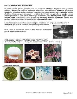 Microbiologia - Prof. Américo Focesi Pelicioni - 28/2/2019 Página 36 de 51
ASPECTOS POSITIVOS DOS FUNGOS:
De forma bastante positiva, muitos fungos são usados na fabricação de pães e bolos (Fermento
biológico), antibióticos como as penicilinas, griseofulvina e cefalosporinas, vitaminas (riboflavina),
hormônios esteróides (anticoncepcionais, corticóides, hormônios sexuais, etc...), etanol e bebidas
alcoólicas (Saccharomyces cerevisiae – Levedura de cerveja), refrigerantes e queijos, ou na
alimentação direta de seus corpos frutíferos (ou frutificantes) como champignons, funghi, shitake,
shimeji, trufas, e na biotecnologia na produção de hormônios, enzimas, proteínas e vacinas, e no
combate ecológico de pragas agrícolas (fungos entomopatogênicos).
A maioria das plantas vasculares têm associações simbióticas com fungos, que se dá o nome de
micorrizas, que ajuda as raízes na absorção de água e nutrientes.
Duas Larvas de insetos lado-a-lado (a mais clara está contaminada
por um bolor entomopatogênico)
COGUMELOS – CORPOS FRUTÍFEROS OU FRUTIFICANTES
Champignom (Agaricos) Shimeji (Pleurotus ostreatus) Shitake (Lentinus edodes)
Penicillium notatum:
 