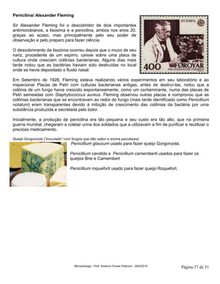 Microbiologia - Prof. Américo Focesi Pelicioni - 28/2/2019 Página 37 de 51
Penicilina/ Alexander Fleming
Sir Alexander Fleming foi o descobridor de dois importantes
antimicrobianos, a lisosima e a penicilina, ambos nos anos 20,
graças ao acaso, mas principalmente pelo seu poder de
observação e pelo preparo para fazer ciência.
O descobrimento da lisozima ocorreu depois que o muco de seu
nariz, procedente de um espirro, caísse sobre uma placa de
cultura onde cresciam colônias bacterianas. Alguns dias mais
tarde notou que as bactérias haviam sido destruídas no local
onde se havia depositado o fluido nasal.
Em Setembro de 1928, Fleming estava realizando vários experimentos em seu laboratório e ao
inspecionar Placas de Petri com culturas bacterianas antigas, antes de destruí-las, notou que a
colônia de um fungo havia crescido espontaneamente, como um contaminante, numa das placas de
Petri semeadas com Staphylococcus aureus. Fleming observou outras placas e comprovou que as
colônias bacterianas que se encontravam ao redor do fungo (mais tarde identificado como Penicillium
notatum) eram transparentes devido à inibição de crescimento das colônias da bactéria por uma
substância produzida e secretada pelo bolor.
Inicialmente, a produção de penicilina era tão pequena e seu custo era tão alto, que na primeira
guerra mundial, chegaram a coletar urina dos soldados que a utilizavam a fim de purificar e reutilizar o
precioso medicamento.
Queijo Gorgonzola (“inoculado” com fungos que dão sabor e aroma peculiares)
Penicillium glaucum usado para fazer queijo Gorgonzola.
Penicillium candida e Penicillium camemberti usados para fazer os
queijos Brie e Camembert
Penicillium roqueforti usado para fazer queijo Roquefort.
 