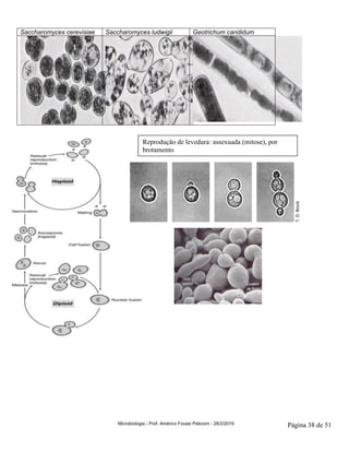 Microbiologia - Prof. Américo Focesi Pelicioni - 28/2/2019 Página 38 de 51
Saccharomyces cerevisiae Saccharomyces ludwigii Geotrichum candidum
Reprodução de levedura: assexuada (mitose), por
brotamento
 