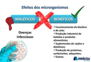 Benéficos
Efeitos dos microrganismos
MALÉFICOS BENÉFICOS
Doenças
infecciosas
Funcionamento da biosfera
e do solo;
Produção industrial de
bebidas e produtos
alimentícios;
Suplementos de rações e
dietéticos;
Produção de proteínas,
surfactantes, adoçantes;
Outros.
 