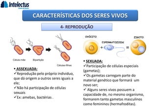 CARACTERÍSTICAS DOS SERES VIVOS
4- REPRODUÇÃO
 ASSEXUADA:
Reprodução pelo próprio individuo,
que dá origem a outros seres iguais a
ele;
Não há participação de células
sexuais
Ex: amebas, bactérias .
 SEXUADA:
Participação de células especiais
(gametas);
Os gametas carregam parte do
material genético que formará um
novo ser;
 Alguns seres vivos possuem a
capacidade de, no mesmo organismo,
formarem tanto gametas masculinos
como femininos (hermafroditas).
 