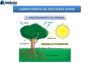 CARACTERÍSTICAS DOS SERES VIVOS
7- PROCESSAMENTO DE ENERGIA
 