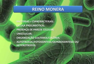 - BACTERIAS + CIANOBACTERIAS;
- CELULA PROCARIOTICA;
- PRESENÇA DE PAREDE CELULAR;
- UNICELULAR;
- ORGANIZAÇÃO SOLITARIA/COLÔNIA;
- AUTOTROFOS (FOTOSSINTESE/QUIMIOSSINTESE) OU
HETEROTROFOS;
REINO MONERA
 