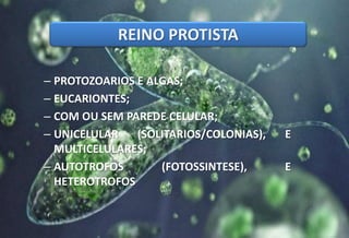 REINO MONERA
– PROTOZOARIOS E ALGAS;
– EUCARIONTES;
– COM OU SEM PAREDE CELULAR;
– UNICELULAR (SOLITARIOS/COLONIAS), E
MULTICELULARES;
– AUTOTROFOS (FOTOSSINTESE), E
HETEROTROFOS
REINO PROTISTA
 
