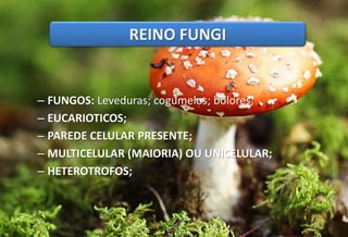 – FUNGOS: Leveduras; cogumelos; bolores;
– EUCARIOTICOS;
– PAREDE CELULAR PRESENTE;
– MULTICELULAR (MAIORIA) OU UNICELULAR;
– HETEROTROFOS;
REINO FUNGI
 