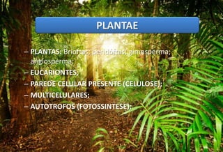 REINO FUNGI
– PLANTAS: Brioftas; peridóftas; gimnsperma;
angiosperma;
– EUCARIONTES;
– PAREDE CELULAR PRESENTE (CELULOSE);
– MULTICELULARES;
– AUTOTROFOS (FOTOSSINTESE);
PLANTAE
 