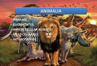 – PLANTAS: Brioftas; peridóftas; gimnsperma;
angiosperma;
– EUCARIONTES;
– PAREDE CELULAR PRESENTE (CELULOSE);
– MULTICELULARES;
– AUTOTROFOS (FOTOSSINTESE);
– ANIMAIS;
– EUCARIONTES;
– PAREDE CELULAR AUSENTE;
– MULTICELULARES;
– HETEROTROFOS;
ANIMALIA
 