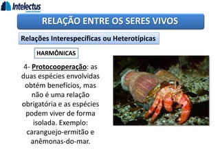 RELAÇÃO ENTRE OS SERES VIVOS
Relações Interespecíficas ou Heterotípicas
HARMÔNICAS
4- Protocooperação: as
duas espécies envolvidas
obtém benefícios, mas
não é uma relação
obrigatória e as espécies
podem viver de forma
isolada. Exemplo:
caranguejo-ermitão e
anêmonas-do-mar.
 