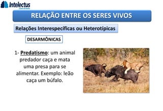 RELAÇÃO ENTRE OS SERES VIVOS
Relações Interespecíficas ou Heterotípicas
DESARMÔNICAS
1- Predatismo: um animal
predador caça e mata
uma presa para se
alimentar. Exemplo: leão
caça um búfalo.
 