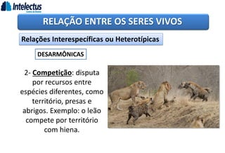 RELAÇÃO ENTRE OS SERES VIVOS
Relações Interespecíficas ou Heterotípicas
DESARMÔNICAS
2- Competição: disputa
por recursos entre
espécies diferentes, como
território, presas e
abrigos. Exemplo: o leão
compete por território
com hiena.
 