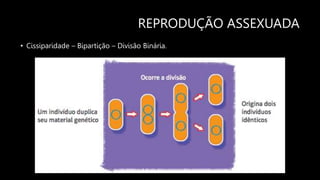 REPRODUÇÃO ASSEXUADA
• Cissiparidade – Bipartição – Divisão Binária.
 