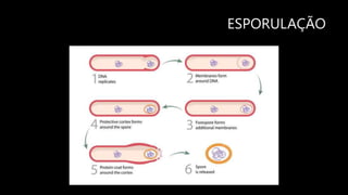 ESPORULAÇÃO
 