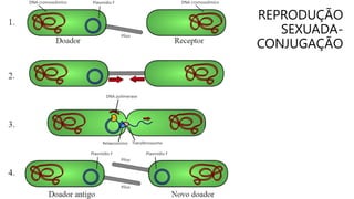 REPRODUÇÃO
SEXUADA-
CONJUGAÇÃO
 